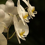 orchid.JPG