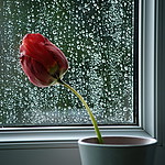 tulipan_crop.jpg