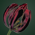 tulipan-suchy1.jpg