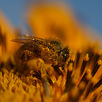 pszczola1.jpg