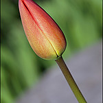 tulipannet.jpg