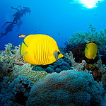 PA093037_-_Elphistone_Reef_-_Red_Sea.jpg