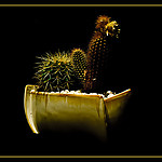 kaktusy.jpg