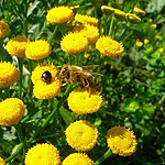 pszczolka2.jpg