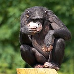 Szympans.jpg
