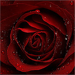 rose01.jpg