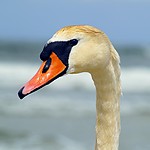 Swan01.jpg