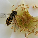 pszczoa.jpg
