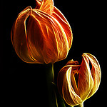 tulipany.jpg