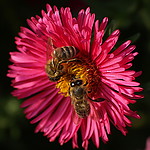 Pszczoly.jpg