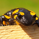Salamandra.jpg