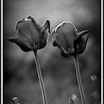 tulipany-501274311.jpg