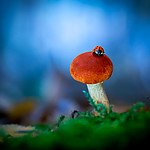 HD_mushroom_1.jpg