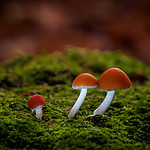 HD_mushrooms_4.jpg