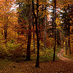 w-jesiennym-lesie.jpg