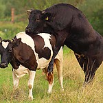 Krowy.jpg