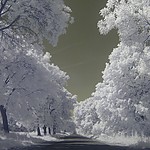 p5240007ir.jpg