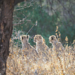 Trzy baby gepardy