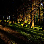 forest-shadows.jpg
