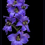 Delphinium_Elatum.jpg