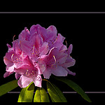 Rhododendron.jpg