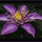 clematis.jpg