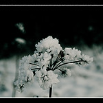 icy_flower.jpg