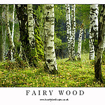 photo-fairy-wood-001XL.jpg
