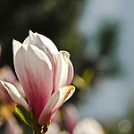 kwiat_magnolii_by_heyahero.jpg