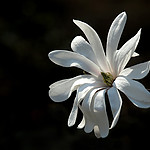 magnolia4ax.jpg