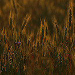 trawy1.jpg