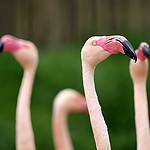 flamingi.JPG