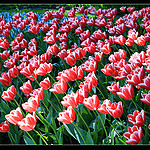 tulipany_m.jpg