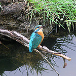 kingfisher18.jpg
