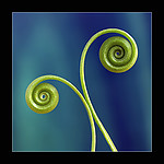 spiralnie1.jpg