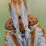 motyl_face_1_1000_1.jpg