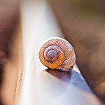 snail2.jpg