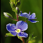 Niebieski_kwiatek.jpg