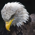 bald_eagle.jpg