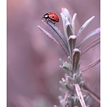 ladybird2.jpg