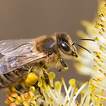 pszczola.jpg