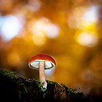 HD_mushroom_4.jpg
