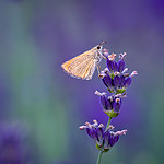 moth_in_lavender.jpg