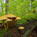 Nazwa pliku=PA073003_luskwiak.jpg
Wielkość pliku=1029KiB
Rozmiar=1600x1067
Data dodania= 11, Październik 2025 PA073003_luskwiak.jpg