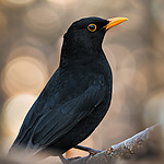 Turdus merula.