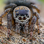 Evarcha arcuata.